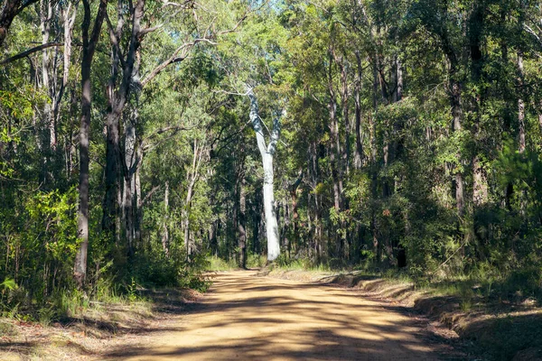 Fotografia Grande Albero Sotto Sole Sul Lato Una Pista Sterrata — Foto Stock