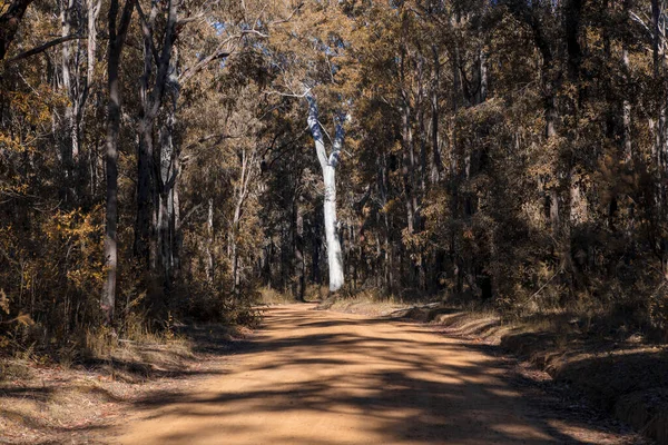 Photograph Large Tree Sunshine Side Dirt Track Forest Blue Mountains — Stock Photo, Image