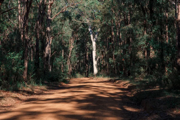Photograph Large Tree Sunshine Side Dirt Track Forest Blue Mountains — Stock Photo, Image