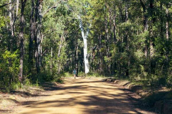 Photograph Runner Passing Large Tree Sunshine Side Dirt Track Forest — Stock Photo, Image