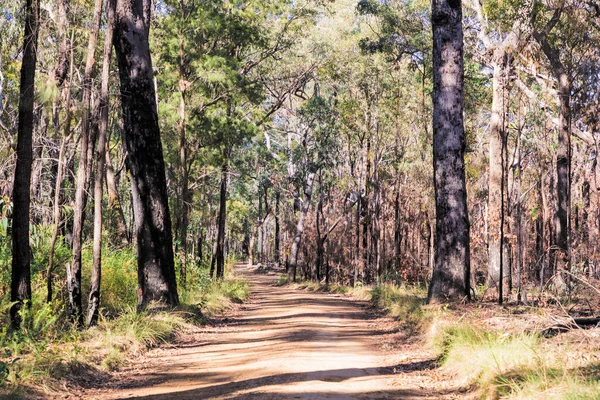 Photograph Trees Burnt Severe Bushfire National Park Blue Mountains New — Stock Photo, Image