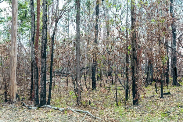 Avustralya 'nın Yeni Güney Galler' indeki Mavi Dağlar 'daki bir milli parkta şiddetli bir orman yangınıyla yanan ağaçların fotoğrafı.