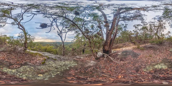 Sferyczne Panoramiczne Zdjęcie Spalonego Drzewa Banksia Blue Mountains Regionalnej Nowej — Zdjęcie stockowe