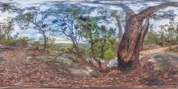 オーストラリアのニューサウスウェールズ州地方の青山脈の焼けバンシアの木の球状のパノラマ写真 — ストック写真