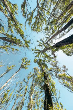 Fotoğraf, Avustralya 'daki Mavi Dağlar' daki çalı yangınıyla yenilenen büyük ağaçların arasından gökyüzüne bakıyor.