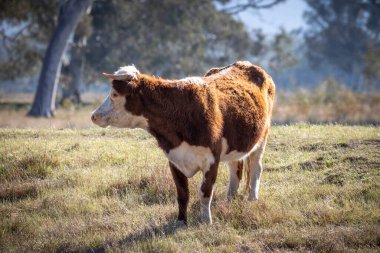 Avustralya 'nın Yeni Güney Galler' indeki Mavi Dağlar 'daki ağaçların yakınındaki büyük yeşil bir tarlada otlayan ineklerin fotoğrafı.