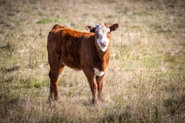 Avustralya 'nın Yeni Güney Galler' indeki Mavi Dağlar 'daki ağaçların yakınındaki büyük yeşil bir tarlada otlayan ineklerin fotoğrafı.