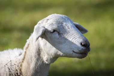 Avustralya 'daki Mavi Dağlar' da geniş bir tarımsal alanda yemyeşil çimlerde otlayan beyaz yünlü koyunların fotoğrafı.