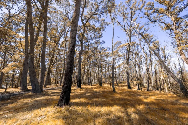 Photograph Looking Sky Large Trees Regenerating Being Burnt Bushfire Blue — Stock Photo, Image