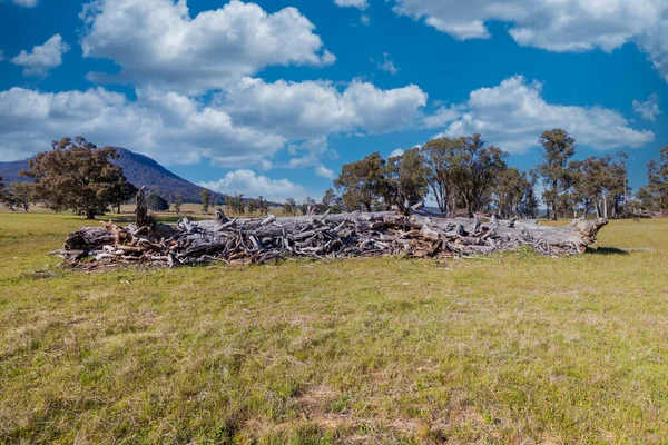 Photograph Large Pile Old Dead Trees Ready Burning Agricultural Field — Stock Photo, Image