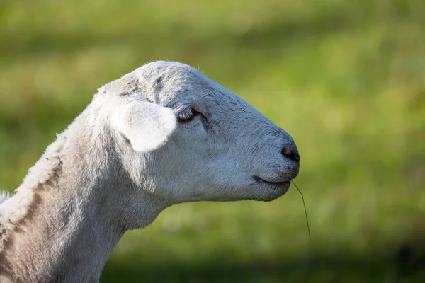 Photographie Moutons Laineux Blancs Broutant Sur Herbe Verte Luxuriante Dans — Photo