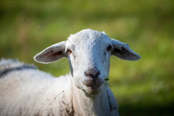 Photographie Moutons Laineux Blancs Broutant Sur Herbe Verte Luxuriante Dans — Photo