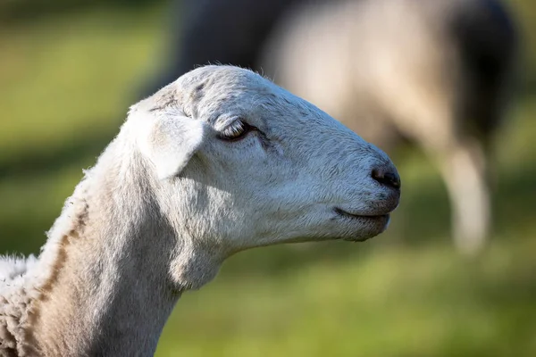 Photographie Moutons Laineux Blancs Broutant Sur Herbe Verte Luxuriante Dans — Photo
