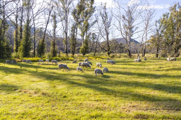Φωτογραφία Από Λευκά Μαλλιαρά Πρόβατα Βόσκησης Καταπράσινο Γρασίδι Ένα Μεγάλο — Φωτογραφία Αρχείου