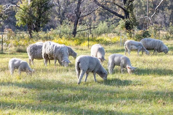 Photographie Moutons Laineux Blancs Broutant Sur Herbe Verte Luxuriante Dans Image En Vente