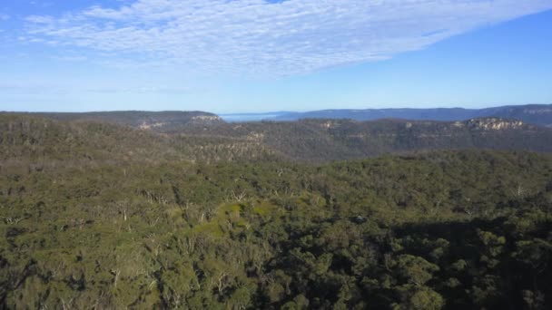 Drone Aerial Footage Large Forest Eucalyptus Trees Valley Blue Mountains — Vídeo de Stock