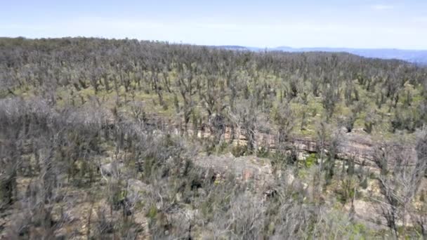 Drone Images Aériennes Régénération Des Forêts Après Violent Incendie Brousse — Video