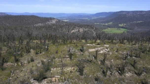 Letecký Záznam Regenerace Lesů Silném Požáru Keřů Modrých Horách Novém — Stock video