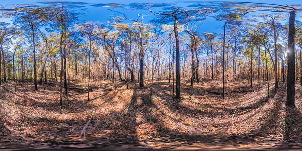 オーストラリアのニューサウスウェールズ州のブルーマウンテン国立公園での森林火災によって焼かれた木の球状パノラマ写真 — ストック写真