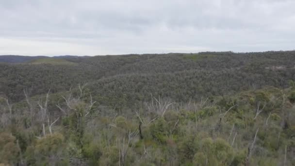 オーストラリアのニューサウスウェールズ州のブルーマウンテンでの森林火災の後 エクスプローラー山脈の森林火災の影響を受けた森林の無人航空機の映像 — ストック動画