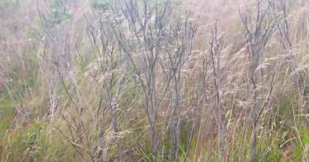Footage of plants and long green grass blowing in the wind in the Blue Mountains National Park in New South Wales in Australia