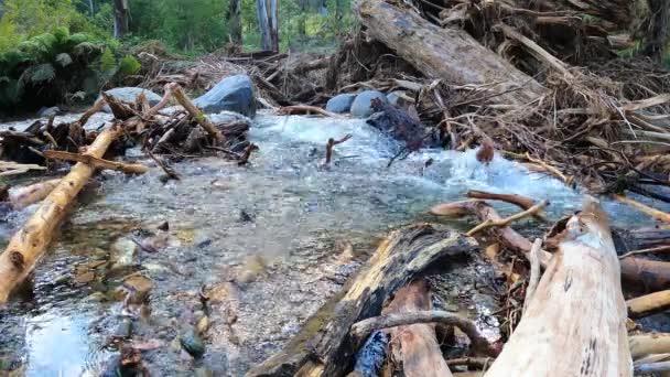 Footage Audio Flood Damage Leather Barrel Creek Kosciuszko National Park — стокове відео