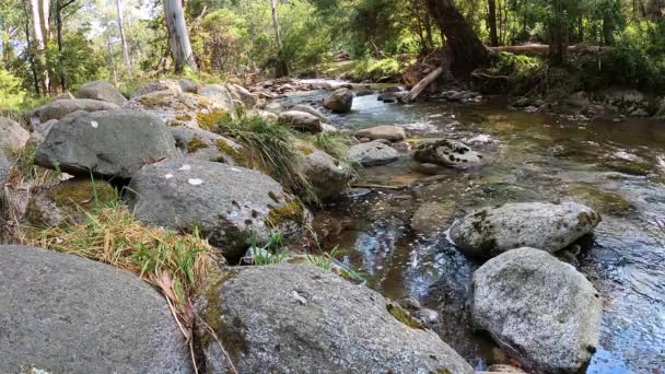 Imágenes Audio Daños Por Inundaciones Leather Barrel Creek Parque Nacional — Vídeos de Stock
