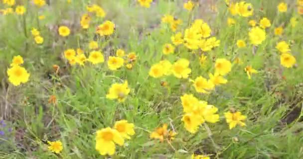 Footage Yellow Wild Flowers Blowing Wind Blue Mountains National Park — стокове відео