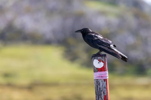 Photographie Corbeau Noir Assis Sur Panneau Soleil — Photo