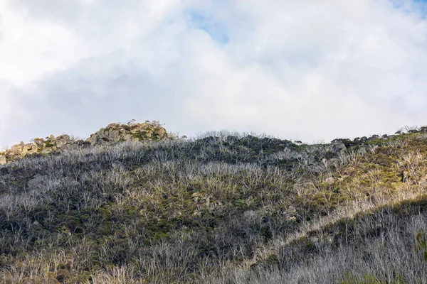 Фотография Сухих Альпийских Деревьев Над Лесной Линией Снежных Горах Нового — стоковое фото