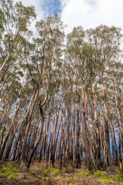 Avustralya 'nın Yeni Güney Galler' indeki Karlı Dağlar 'da şiddetli orman yangınlarıyla yanmış ağaçların fotoğrafı.