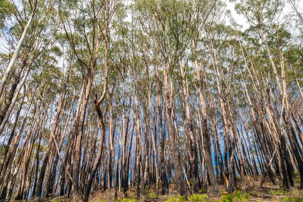 Φωτογραφία Των Δέντρων Που Καίγονται Από Σοβαρές Πυρκαγιές Στα Χιονισμένα — Φωτογραφία Αρχείου