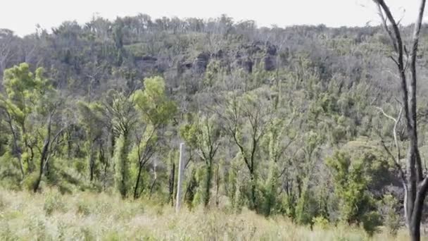 Filmato Aereo Drone Una Grande Scogliera Rocciosa Una Foresta Che — Video Stock