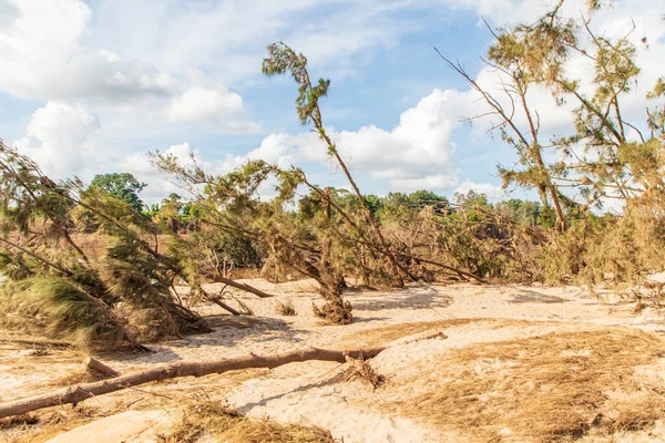 Photograph of flood damaged trees in Yarramundi Reserve on the Nepean River in the Hawkesbury region of New South Wales in Australia.