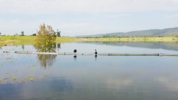 Беспилотные Съемки Черных Лебедей Большом Озере Пресной Водой Окружении Зеленой — стоковое видео