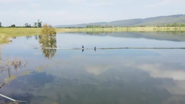 オーストラリアのニューサウスウェールズ州の緑豊かな田園地帯に囲まれた大きな淡水湖に黒い白鳥の無人航空機の映像 — ストック動画