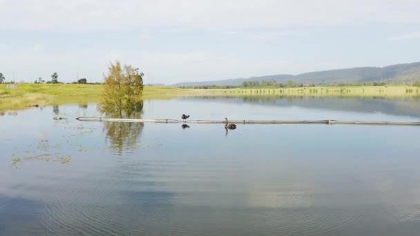 Drone Filmato Aereo Cigni Neri Grande Lago Acqua Dolce Circondato — Video Stock