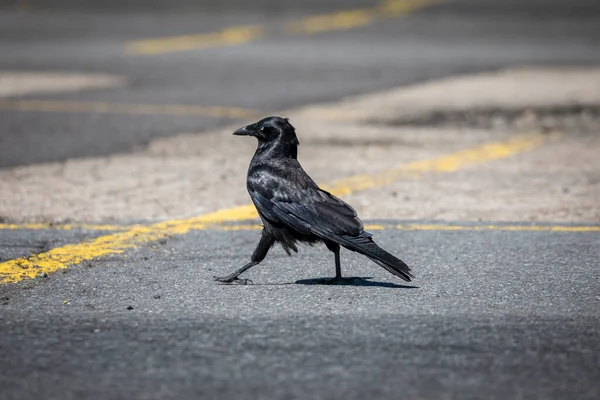 Photographie Corbeau Noir Marchant Cherchant Nourriture Sur Asphalte Dans Parking — Photo