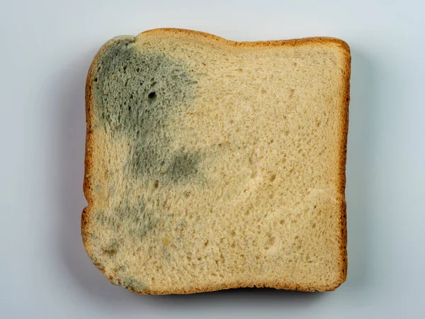 Broken Toasted Bread Bacteria Mold Mildew Dampness Photo — Stock Photo, Image
