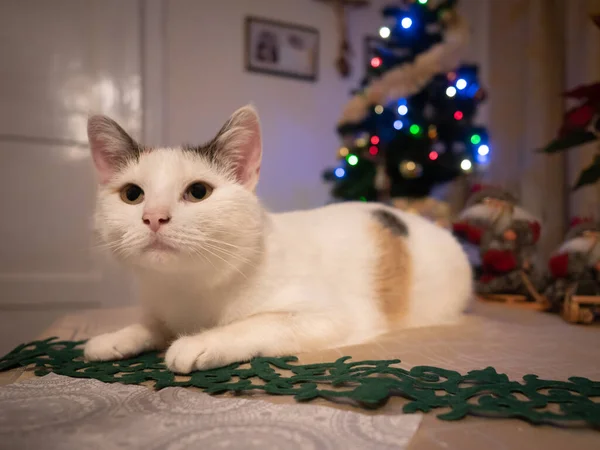 Rudy Kot Leżący Stole Czasie Świąt Bożego Narodzenia Tle Choinka — Zdjęcie stockowe