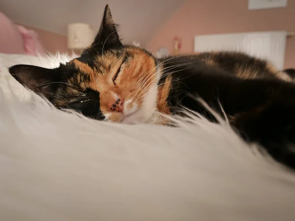 Een Driekleurige Kat Wit Zwart Slapend Een Witte Vacht — Stockfoto