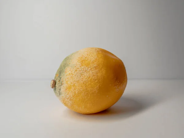 Цвіль Лимоні Білому Фоні — стокове фото