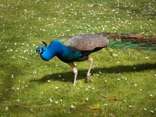 Påfågel Promenader Gräsmattan Parken — Stockfoto