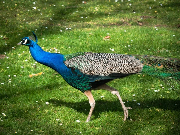 Påfågel Promenader Gräsmattan Parken — Stockfoto