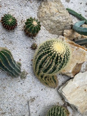 Altın fıçı kaktüsünün (Echinocactus grusonii) en iyi görüntü kümesi. Orta Doğu Meksika 'ya özgü tanınmış bir kaktüs türüdür ve yaygın olarak süs bitkisi olarak yetiştirilir..