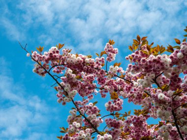 Kiraz çiçekleri - güneşli bir günde bulutlu mavi gökyüzüne karşı beyaz-pembe