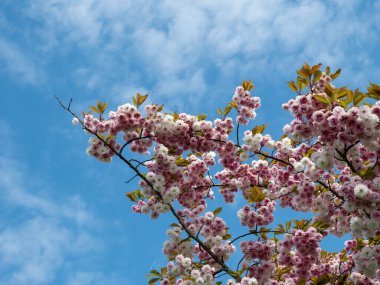 Kiraz çiçekleri - güneşli bir günde bulutlu mavi gökyüzüne karşı beyaz-pembe
