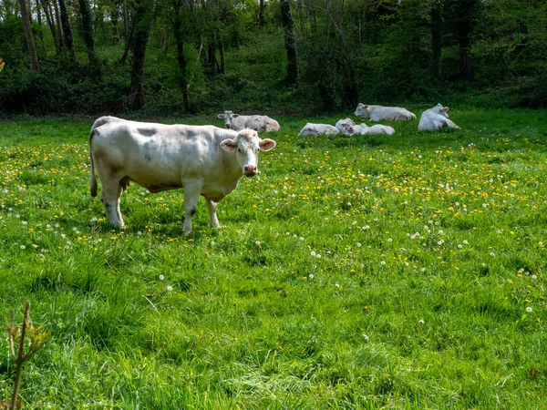 Normandische Witte Koe Een Groene Weide — Stockfoto