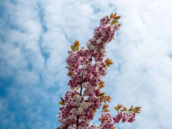 Cherry Blossoms White Pink Blue Sky Clouds Sunny Day — Zdjęcie stockowe