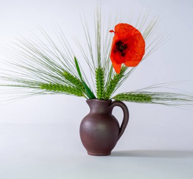 Kil vazoda kırmızı gelincik çiçekleri, birkaç solmuş çiçek, sembolik bitkiler, beyaz arka plan.